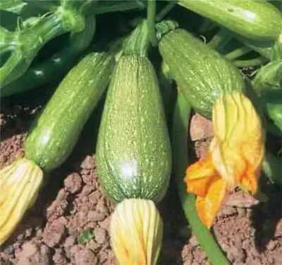 ZUCCHINI Grey Lebanese - 10 Seeds >HEIRLOOM >Organic >BUSH Growing >Garden  • $5.40